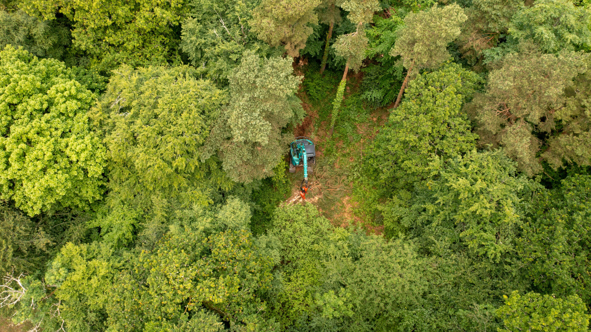 Forestry